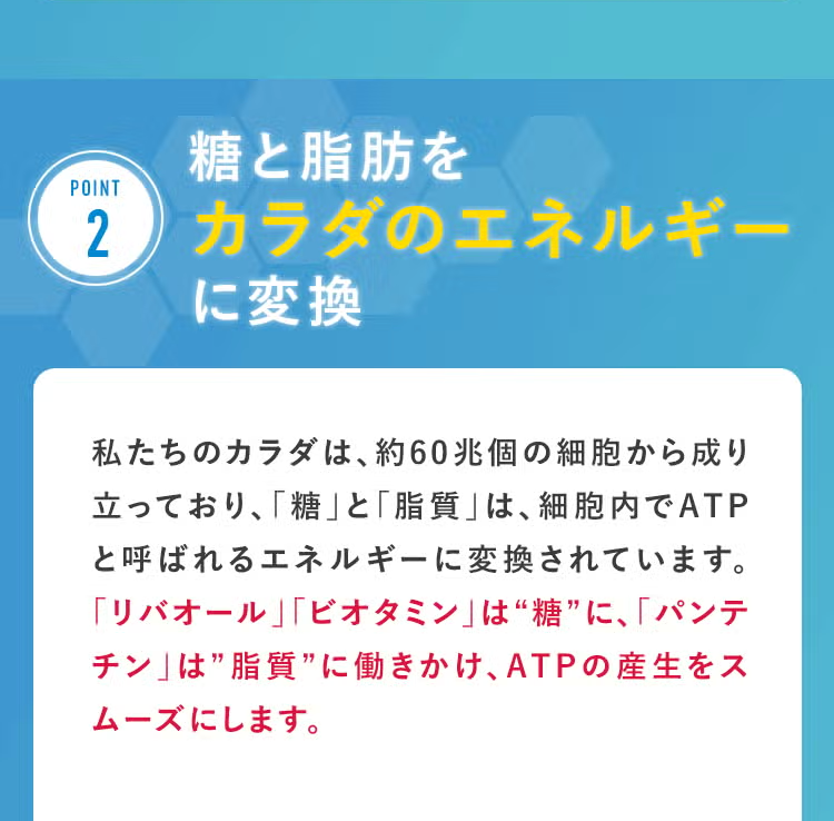 糖と脂肪を
カラダのエネルギー
に変換